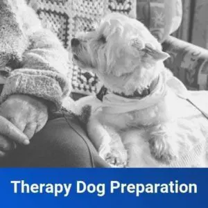 Therapy dog preparation