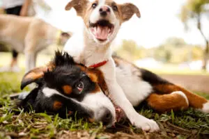 Paws-itive Beginnings: Mastering Early Puppy