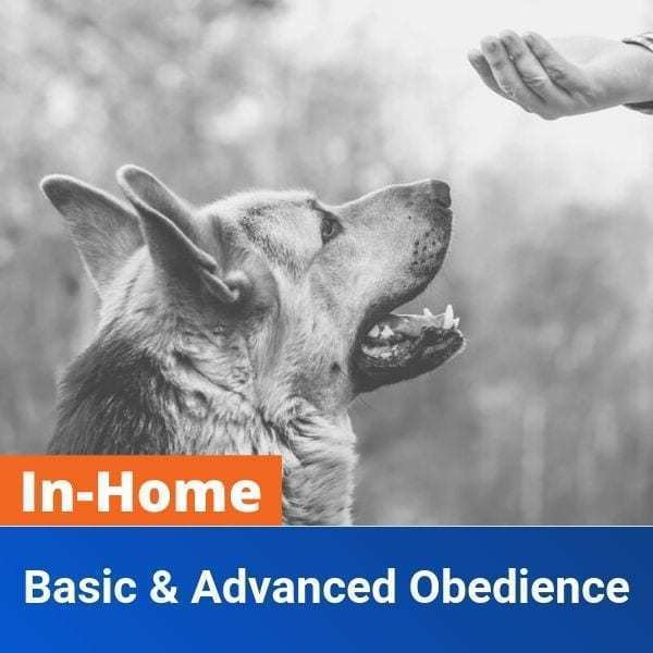 in home basic and advanced