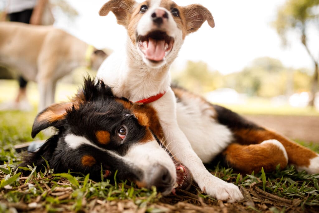 Paws-itive Beginnings: Mastering Early Puppy