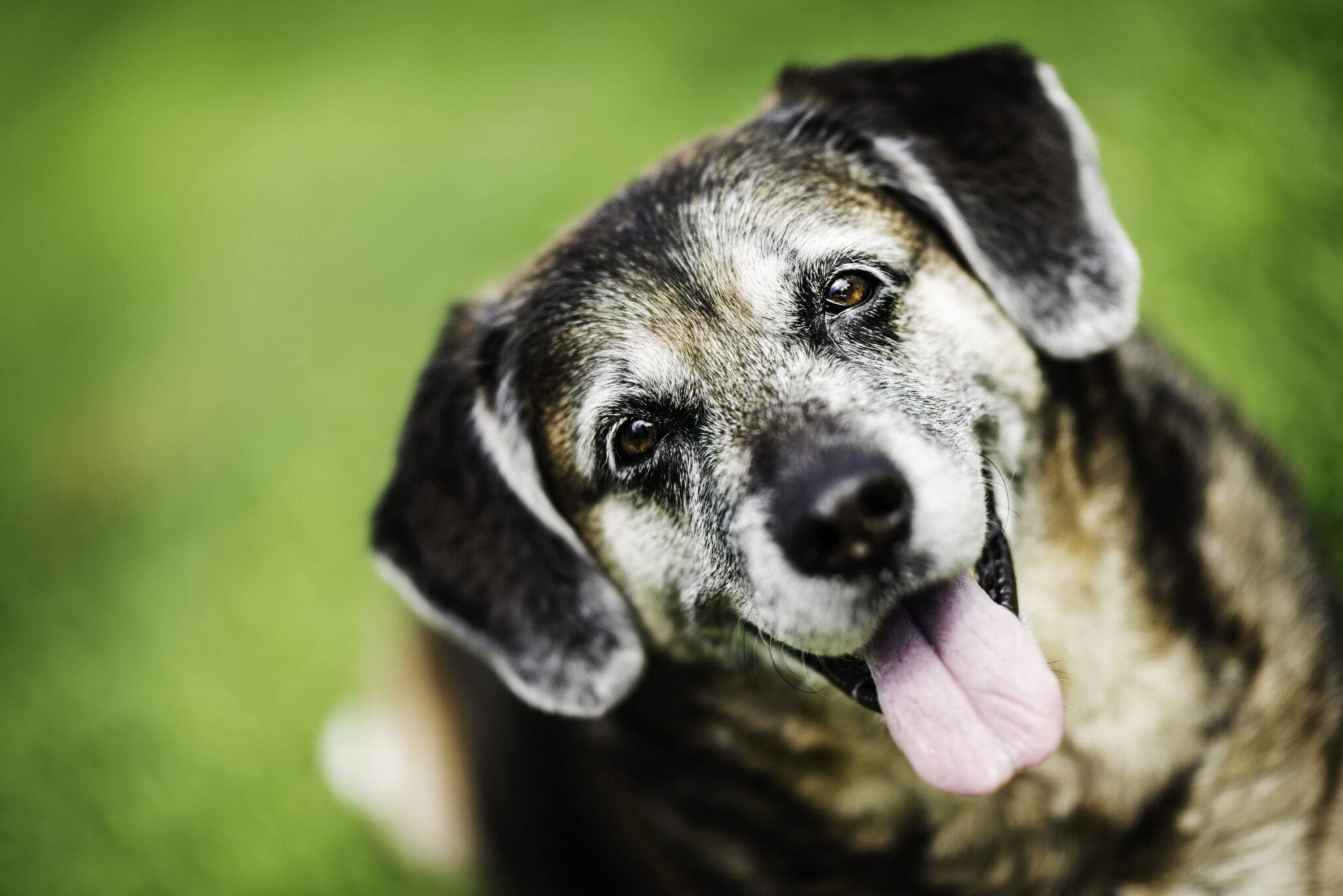 Training Older Dogs Unlocking the Benefits of Canine Wisdom Off