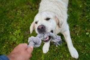 Labrador retriever playing with toy during training in Nashville.