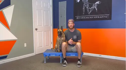 A man and a German Shepherd dog on a training platform inside a facility, representing Nashville Off-Leash K9 Training.