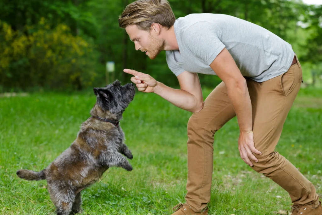 A man training a small, dark-colored terrier-type dog, possibly a Cairn Terrier, in an off-leash park setting, with the dog standing on its hind legs looking up at the man's pointed finger, demonstrating obedience or trick training.