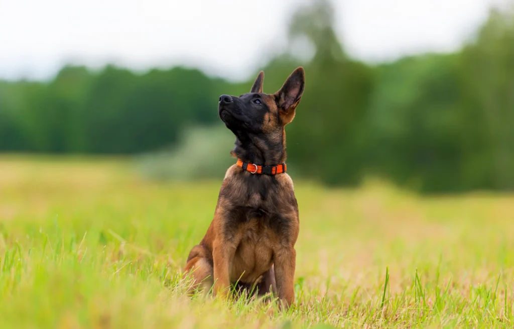 A young Belgian Malinois puppy with an orange collar sits attentively in a green grassy field, looking up, reflecting the focus of Nashville's off-leash K9 training.