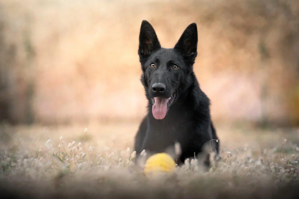 A black German Shepherd dog lying in a grassy field with a yellow ball, looking at the camera with its tongue out.