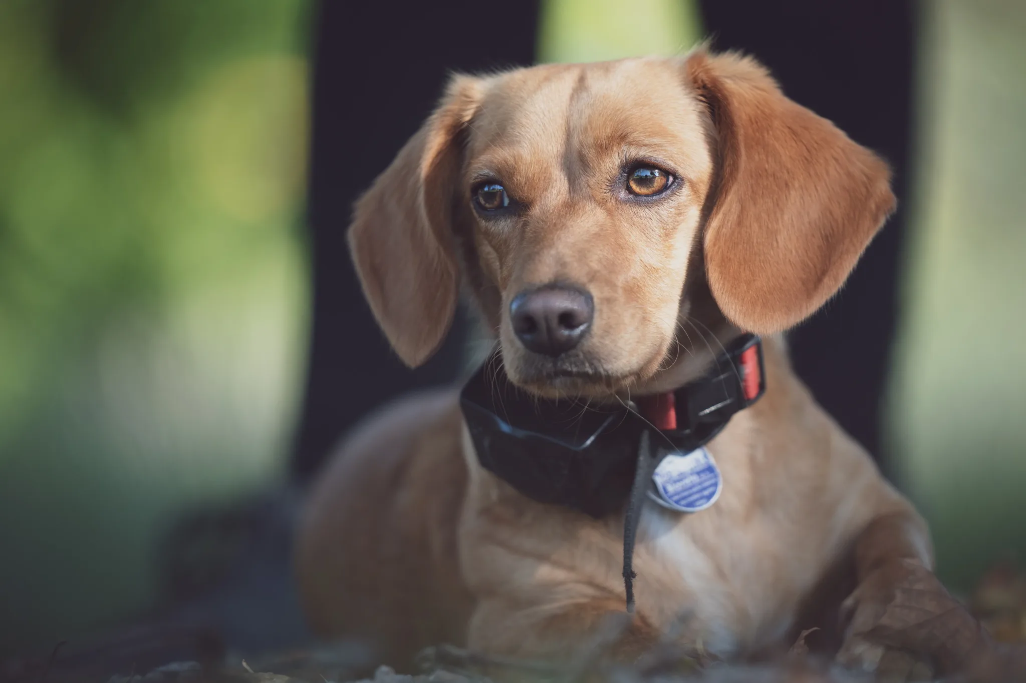 Professional E-Collar Training in Nashville
