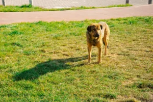 Backyard Safety for Dogs: BBQs, Kids, and Distractions
