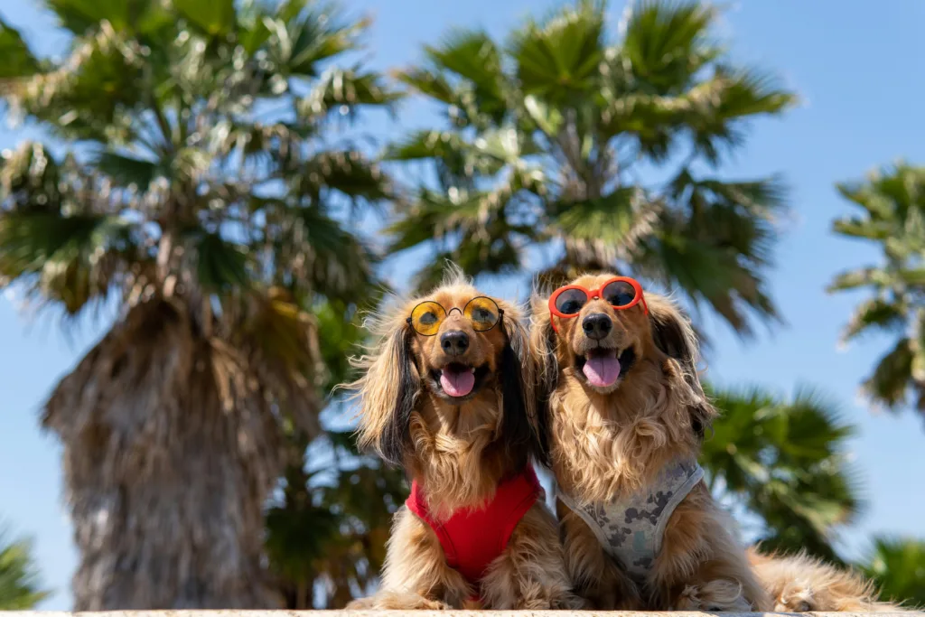 Beat the Heat: Signs of Overheating and How to Prevent It
