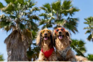 Beat the Heat: Signs of Overheating and How to Prevent It
