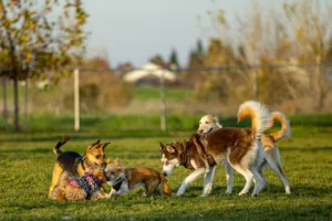 Keep your dog active when it's too hot.