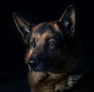 Back-2-School: Smooth Transitions for a Happy, Confident Dog