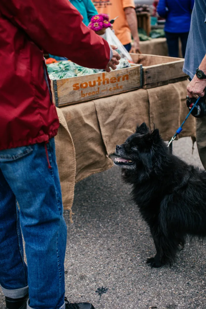 Socialization 101: Proven Confidence Boost for Dogs
