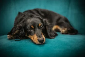 Busy Dog Owners: Proven Ways to Reinforce Training