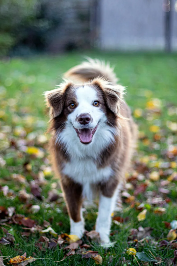 Dog Parks vs. Structured Play: What’s Better for Training? 