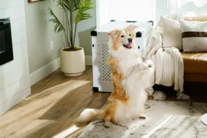 Crate Training 101: The Simple Positive Approach