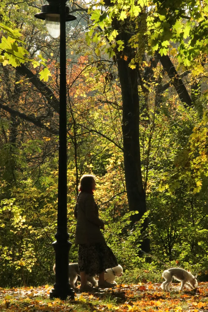 Top 5 Exciting Fall Dog Activities That Reinforce Obedience