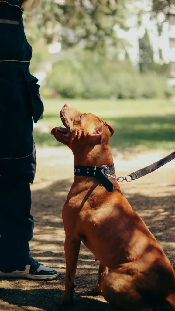 Obedience Training: A Powerful Lifelong Journey 