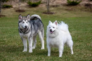 Dog Parks vs. Structured Play: What’s Better for Training?