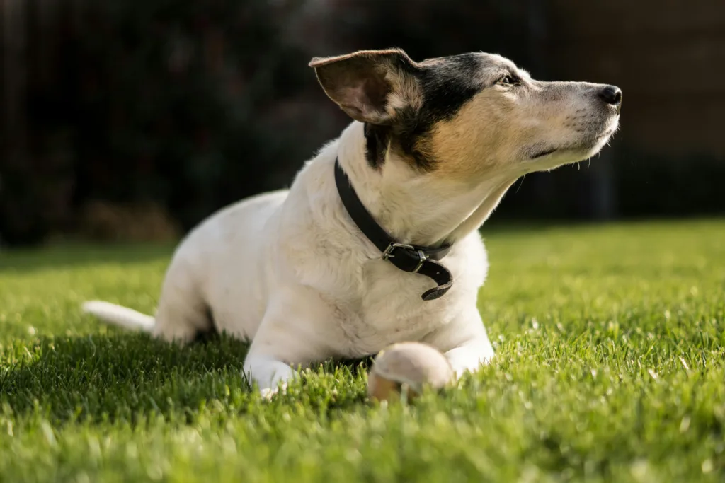 Obedience Training: A Powerful Lifelong Journey