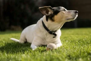 Obedience Training: A Powerful Lifelong Journey