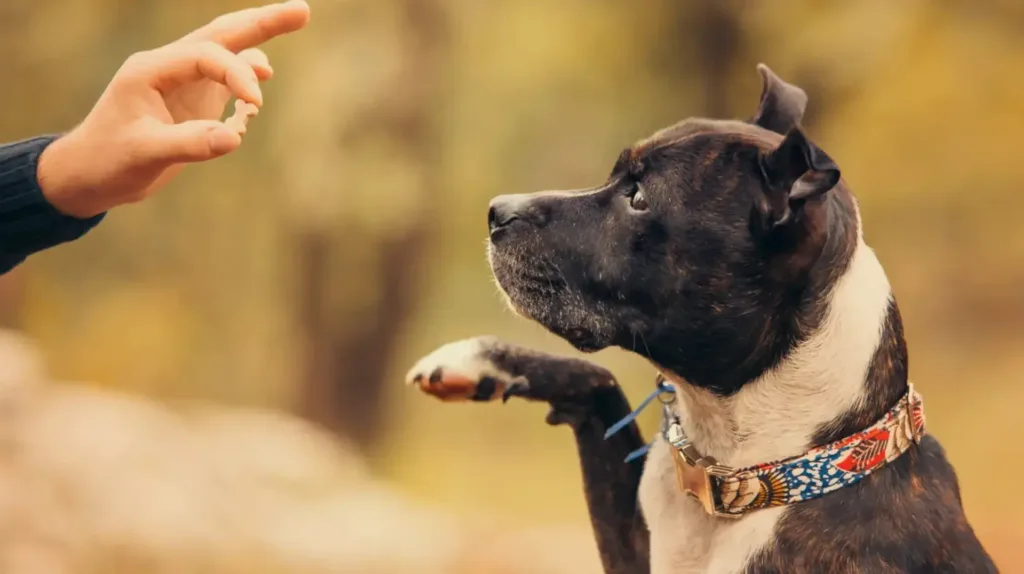 A brindle and white dog with its paw up, looking at a person's hand holding a treat during a training session.