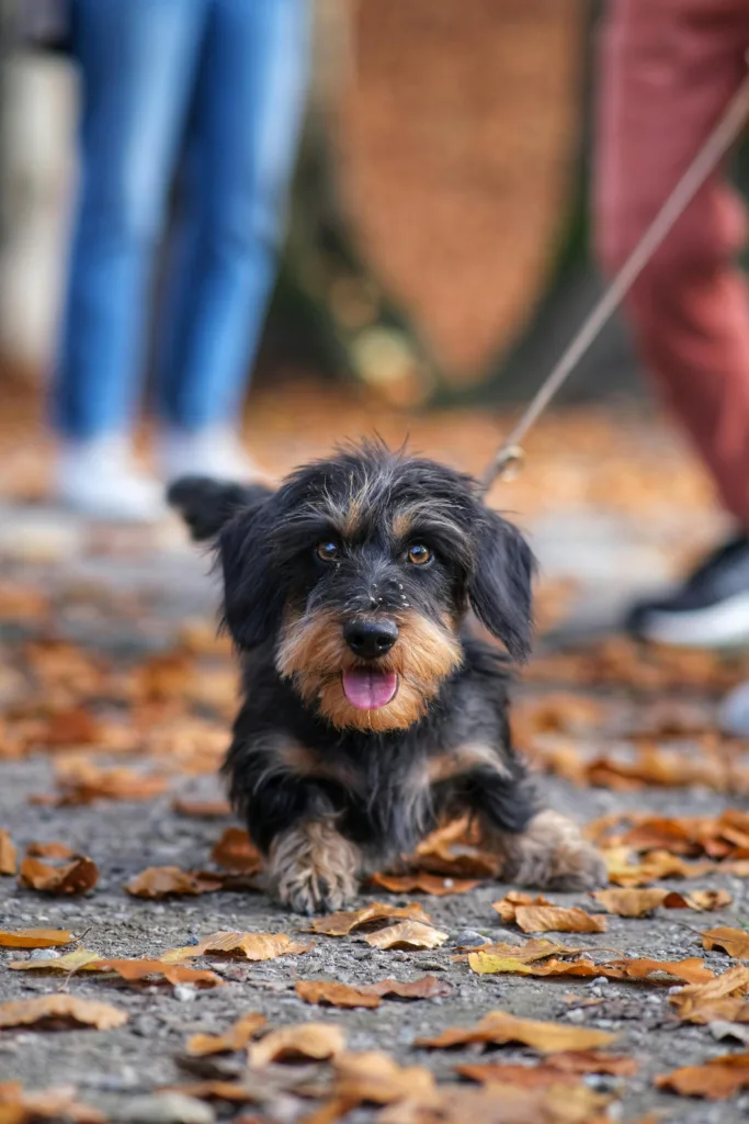 Leash Reactivity: Powerful Causes, Fixes, & Myths Explained 