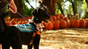 Spooky Halloween with Dogs: Fun Costumes, Candy, and Chaos