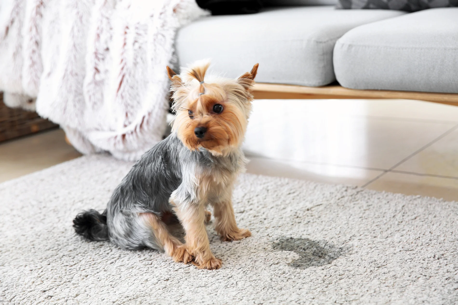 Why Dogs Start Peeing in the House