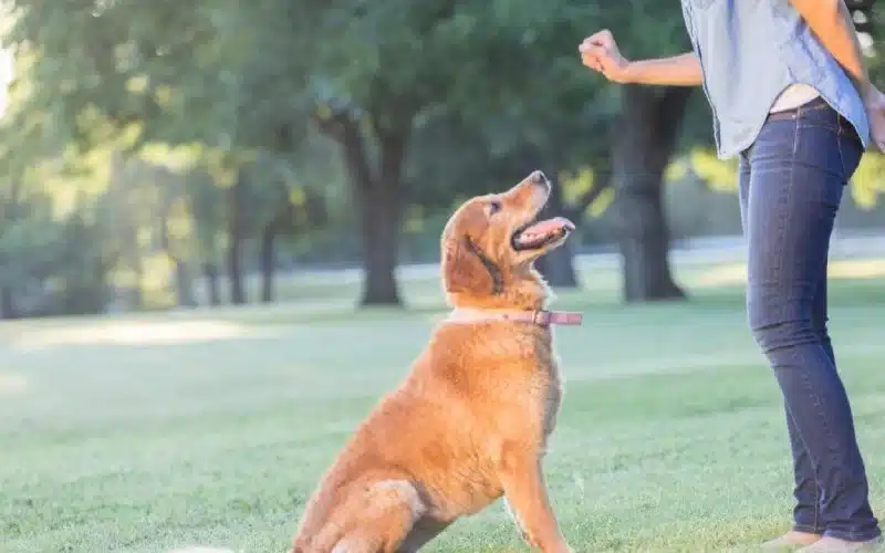A golden-colored Golden Retriever sits attentively on the grass in a park, looking up at its handler who is giving a hand signal cue during an obedience training session.