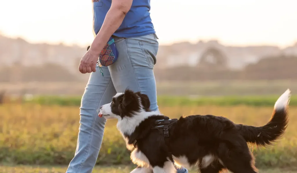 A black and white Border Collie is walking attentively on a leash next to a person wearing jeans and a blue shirt, with their face cropped out. The scene is bathed in warm sunset light in a field.