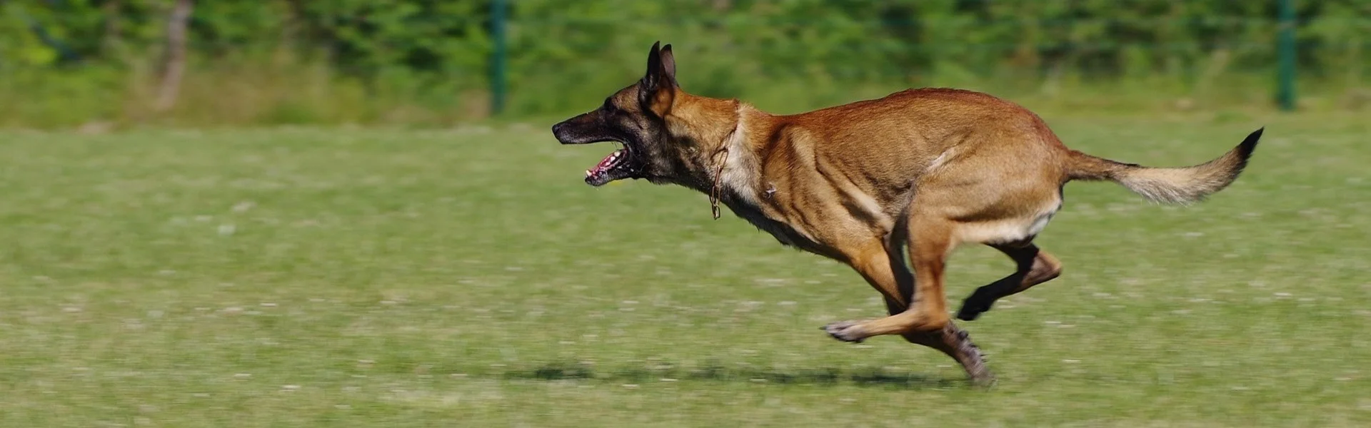 Belgian Malinois Training Nashville - Off Leash K9